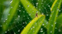 top macro photography lenses