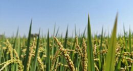 nano pesticides farming benefits ecological risks