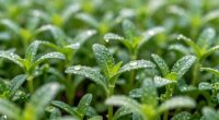advancing agricultural nanotechnology applications