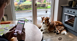 Pet Search Patterns Across Yorkshire
